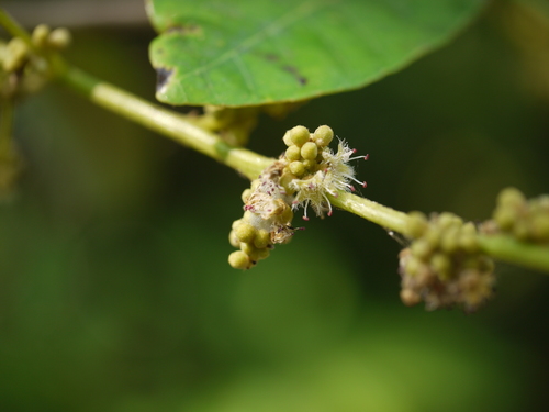 Holigarna arnottiana (Holigarna arnottiana)