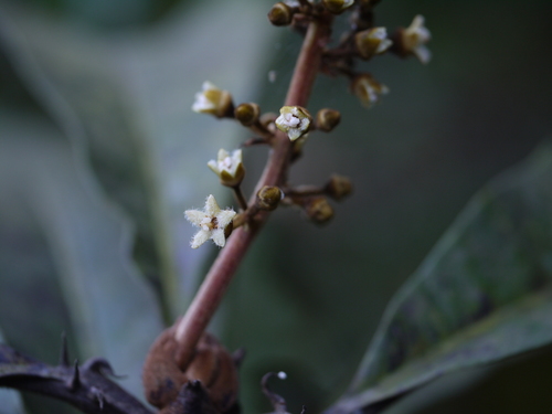 Holigarna arnottiana (Holigarna arnottiana)