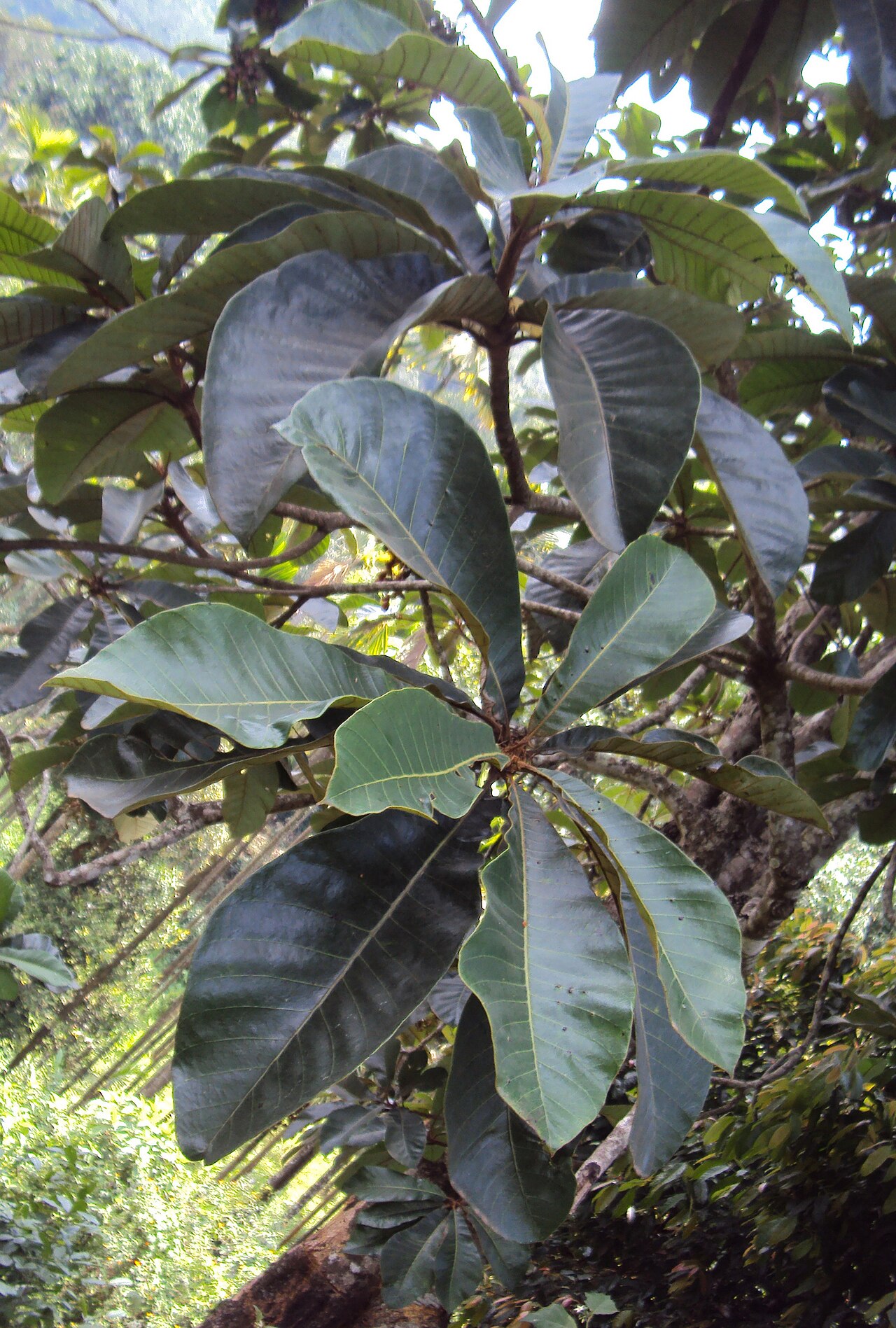 Holigarna grahamii: Holigarna grahamii