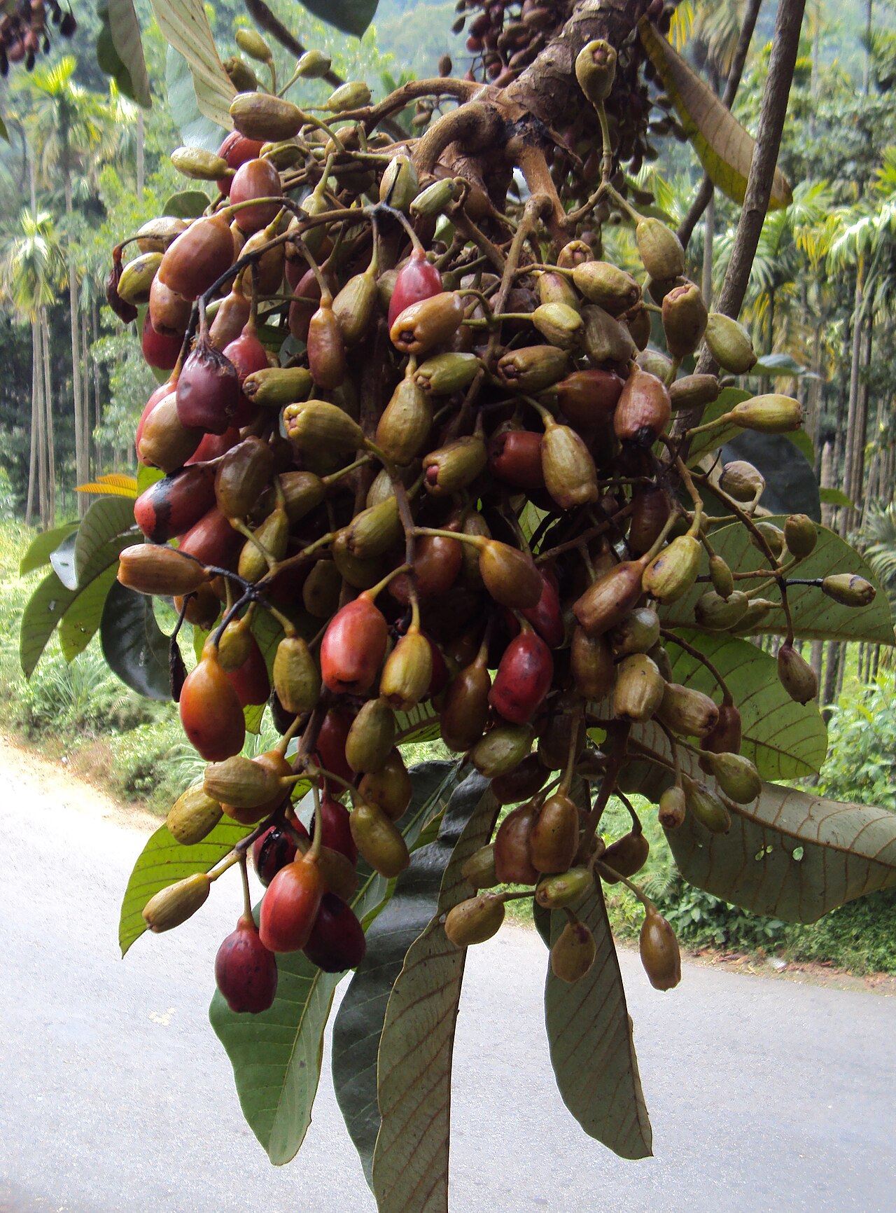 Holigarna grahamii: Holigarna grahamii