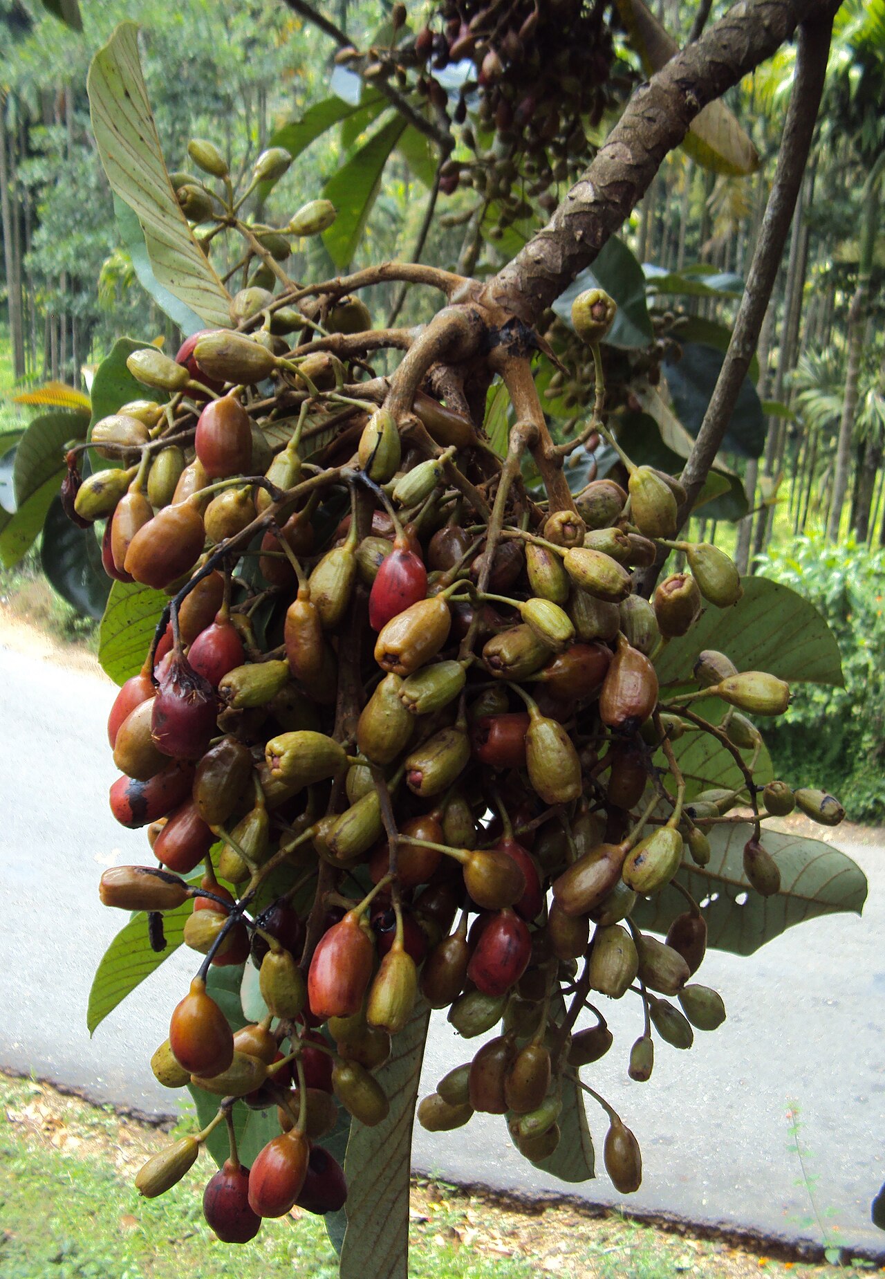 Holigarna grahamii: Holigarna grahamii
