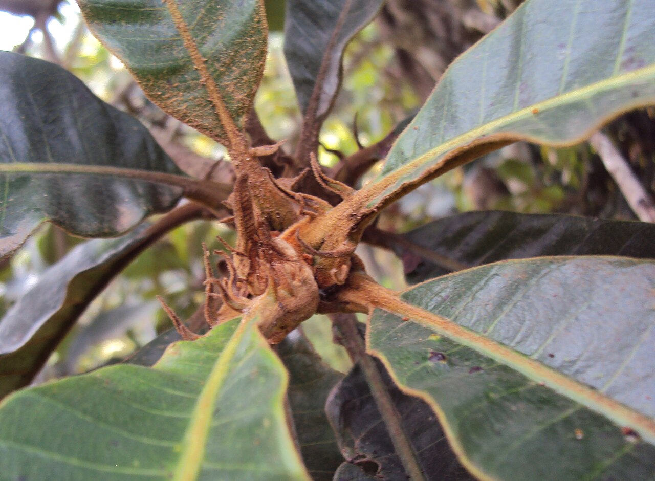Holigarna grahamii: Holigarna grahamii