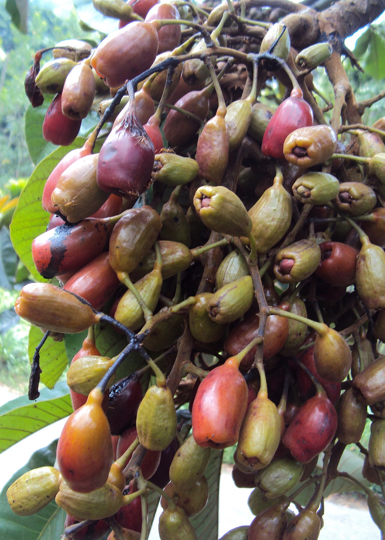Holigarna grahamii: Holigarna grahamii