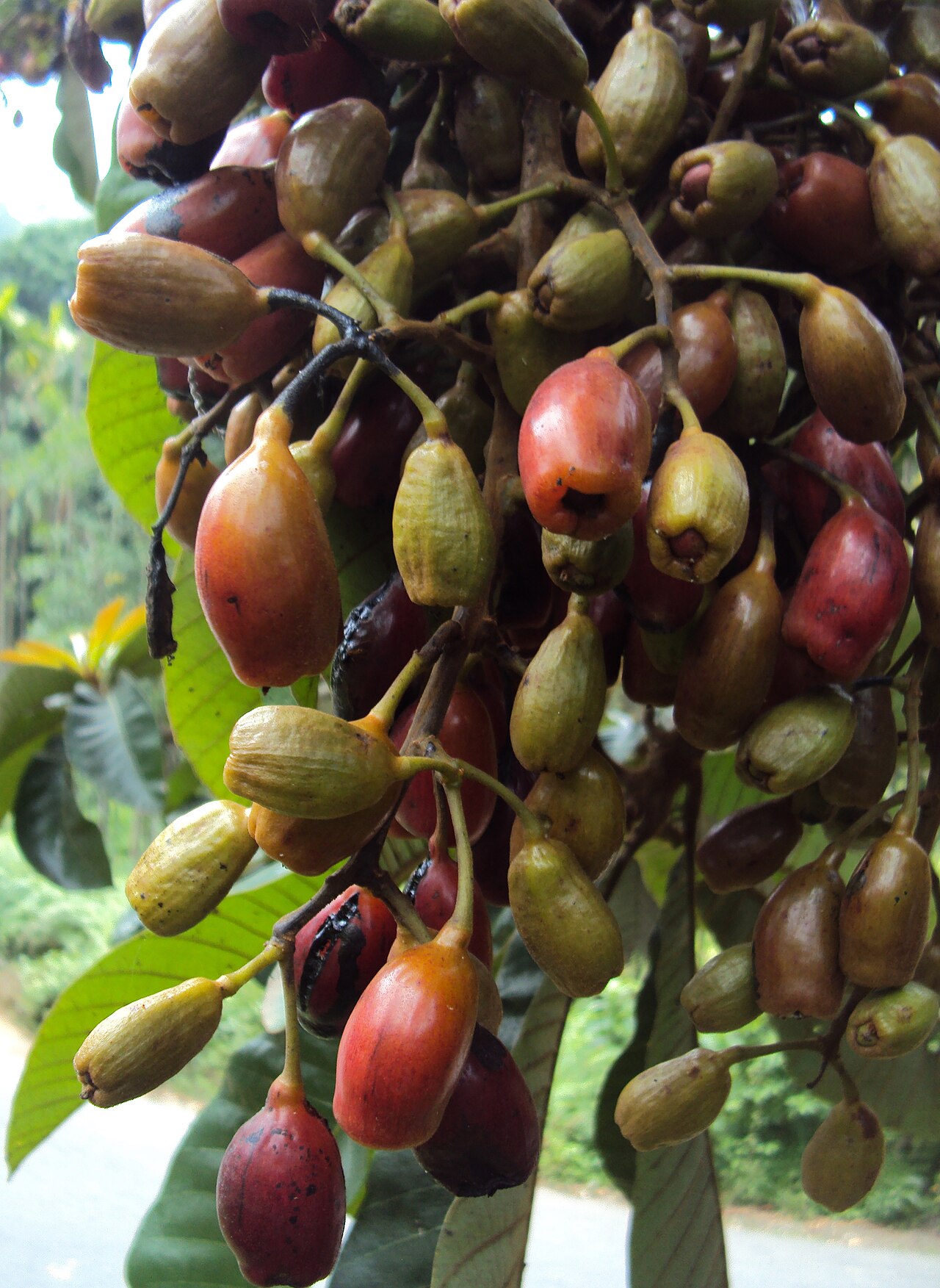 Holigarna grahamii: Holigarna grahamii