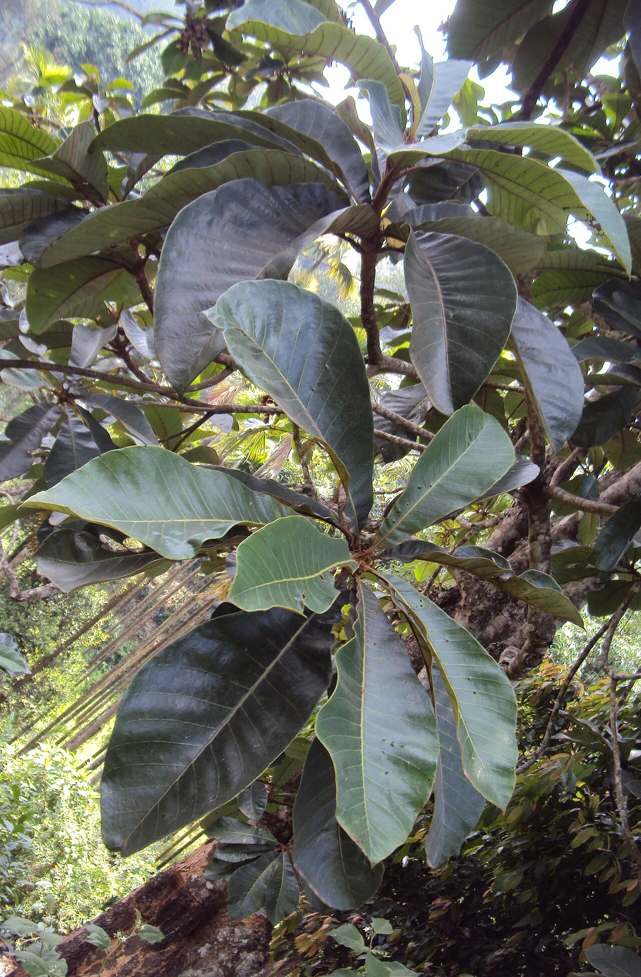 Holigarna grahamii: Holigarna grahamii