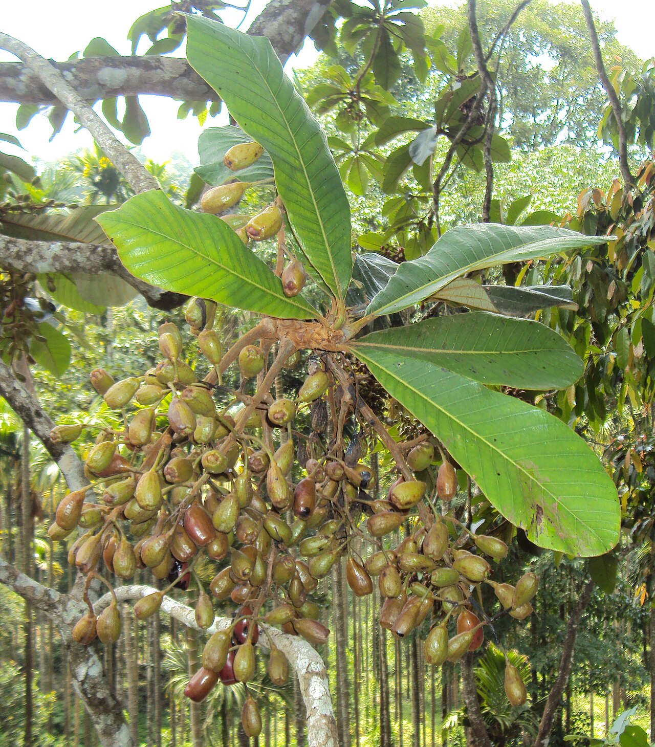 Holigarna grahamii: Holigarna grahamii