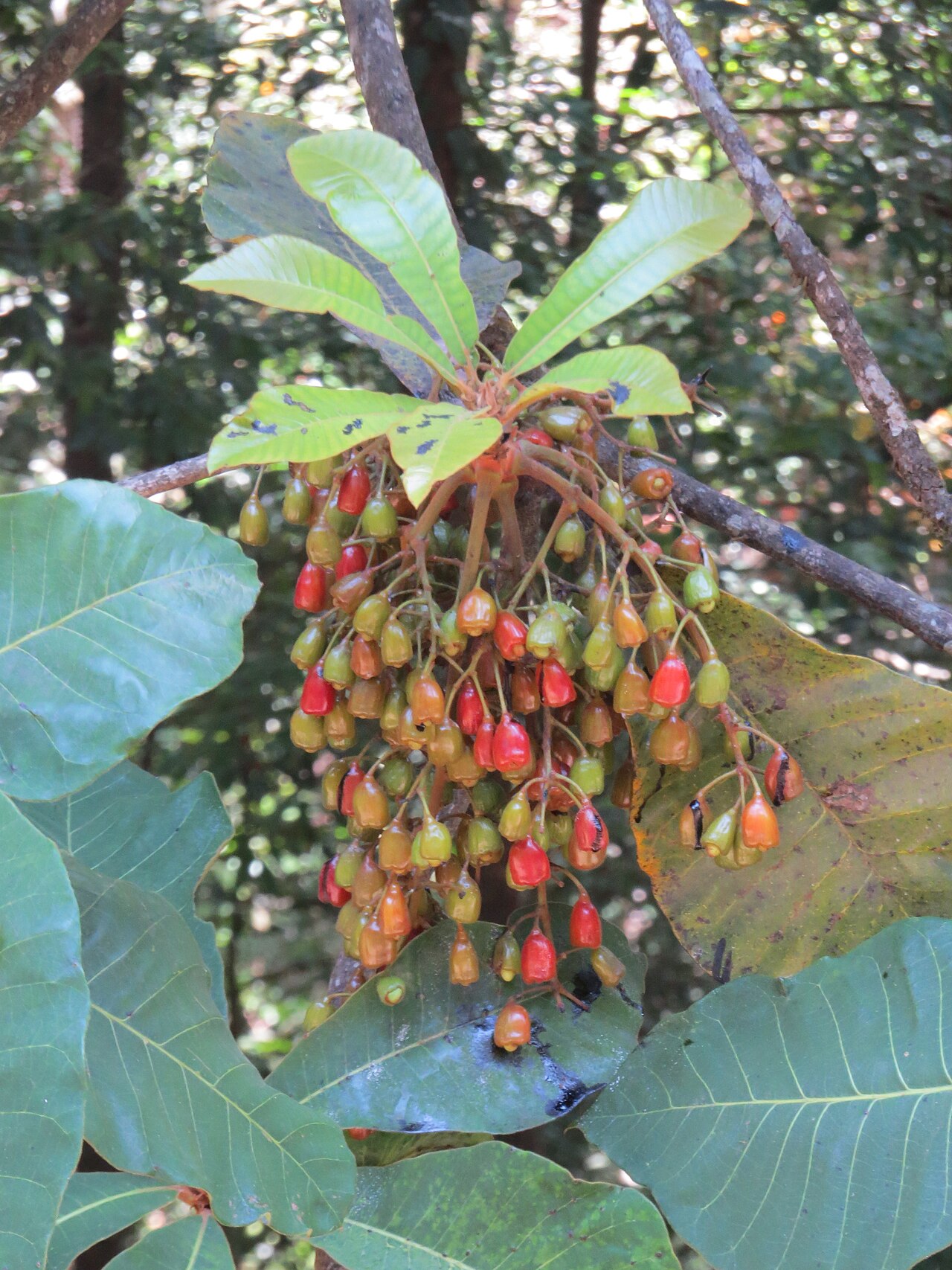Holigarna grahamii: Photos by Vinayaraj