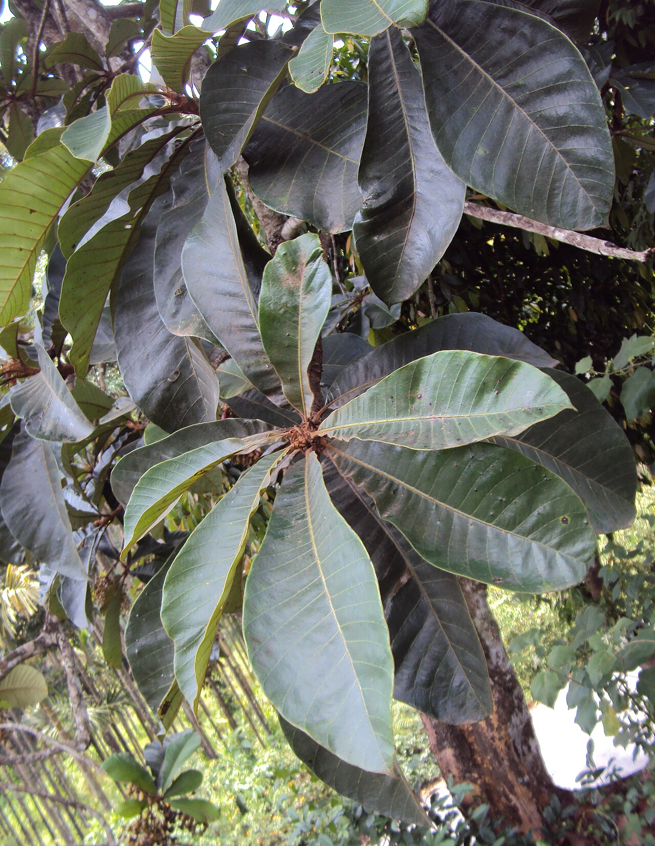 Holigarna grahamii: Holigarna grahamii