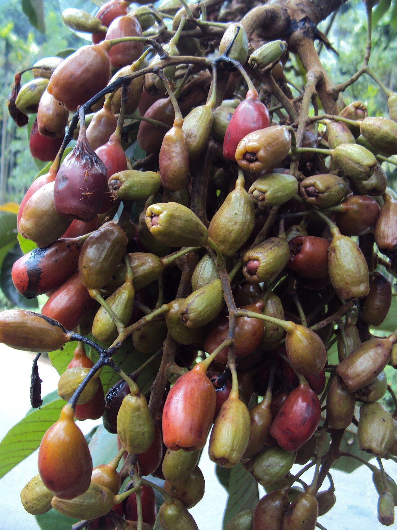 Holigarna grahamii: Holigarna grahamii