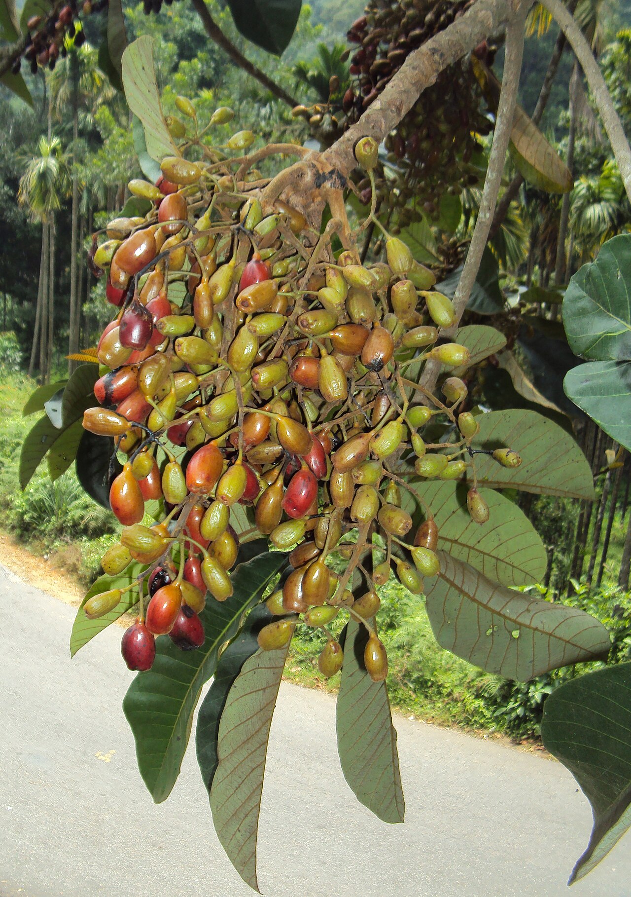 Holigarna grahamii: Holigarna grahamii