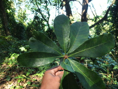 Holigarna nigra (Holigarna nigra)