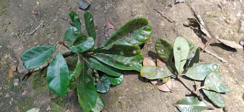 Holigarna nigra (Holigarna nigra)