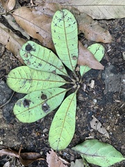 Holigarna nigra (Holigarna nigra)