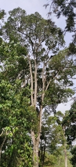 Holigarna nigra (Holigarna nigra)