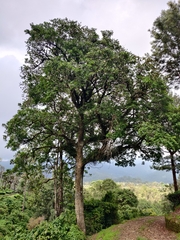 Holigarna nigra (Holigarna nigra)