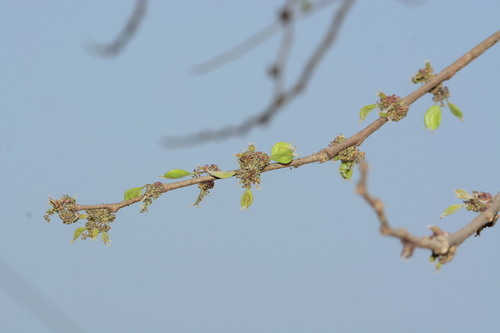 Holoptelea integrifolia (Holoptelea integrifolia)