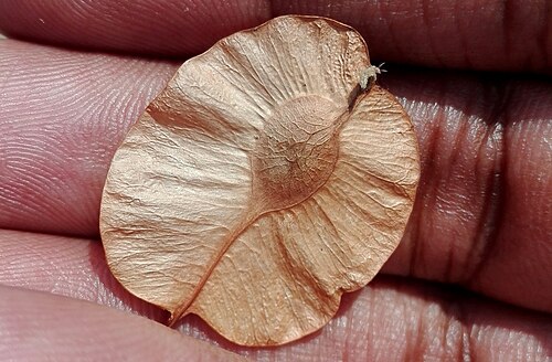 Holoptelea integrifolia: A Seed of Indian Elm (నాలి) (Holoptelea integrifolia) collected from Bolarum Bazar, Hyderabad