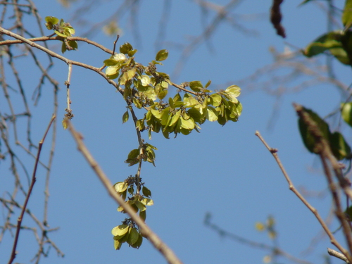 Holoptelea integrifolia (Holoptelea integrifolia)