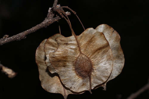 Holoptelea integrifolia (Holoptelea integrifolia)