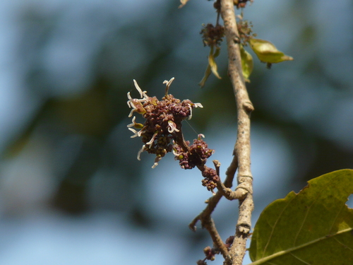 Holoptelea integrifolia (Holoptelea integrifolia)