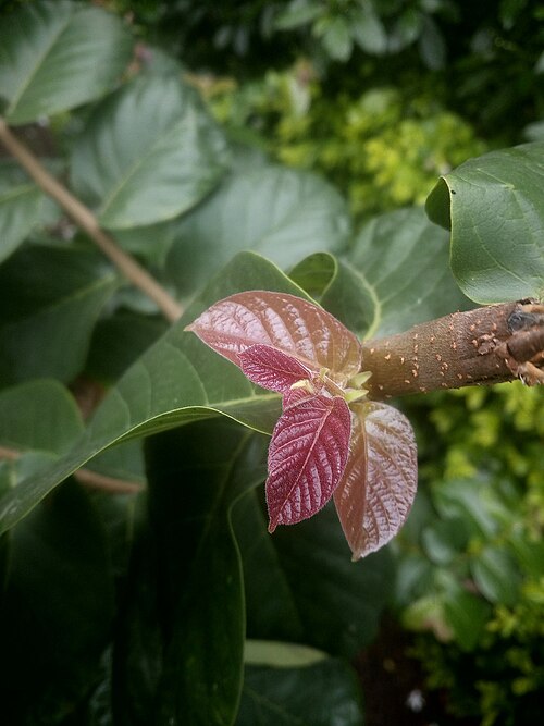 Holoptelea integrifolia: South Indian elm is also called Monkey Biscuit Elm