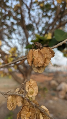 Holoptelea integrifolia (Holoptelea integrifolia)