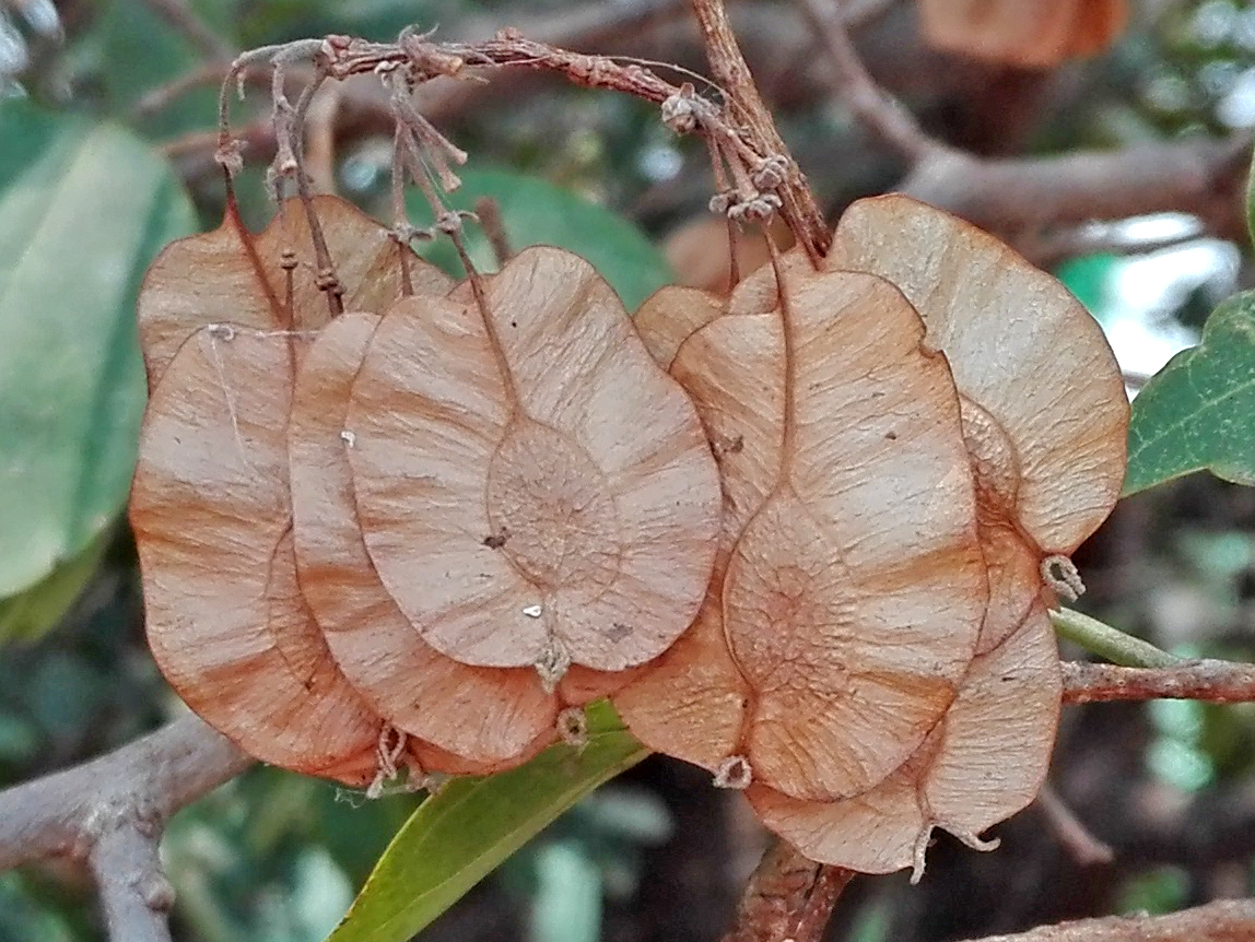 Holoptelea integrifolia: Bunch of Seeds on an Indian Elm (Holoptelea integrifolia) tree at Bolarum Bazar, Hyderabad