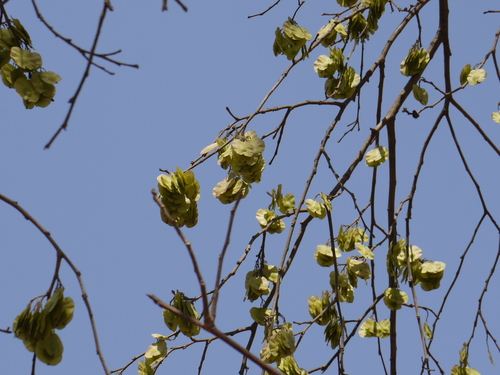 Holoptelea integrifolia (Holoptelea integrifolia)