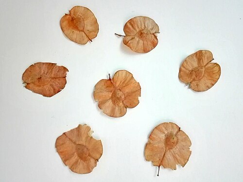 Holoptelea integrifolia: Seeds of Indian Elm (Holoptelea integrifolia) collected from Bolarum Bazar, Hyderabad