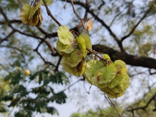 Holoptelea integrifolia (Holoptelea integrifolia)