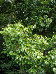 Rarotonga homalium (Homalium acuminatum)