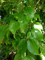 Rarotonga homalium (Homalium acuminatum)
