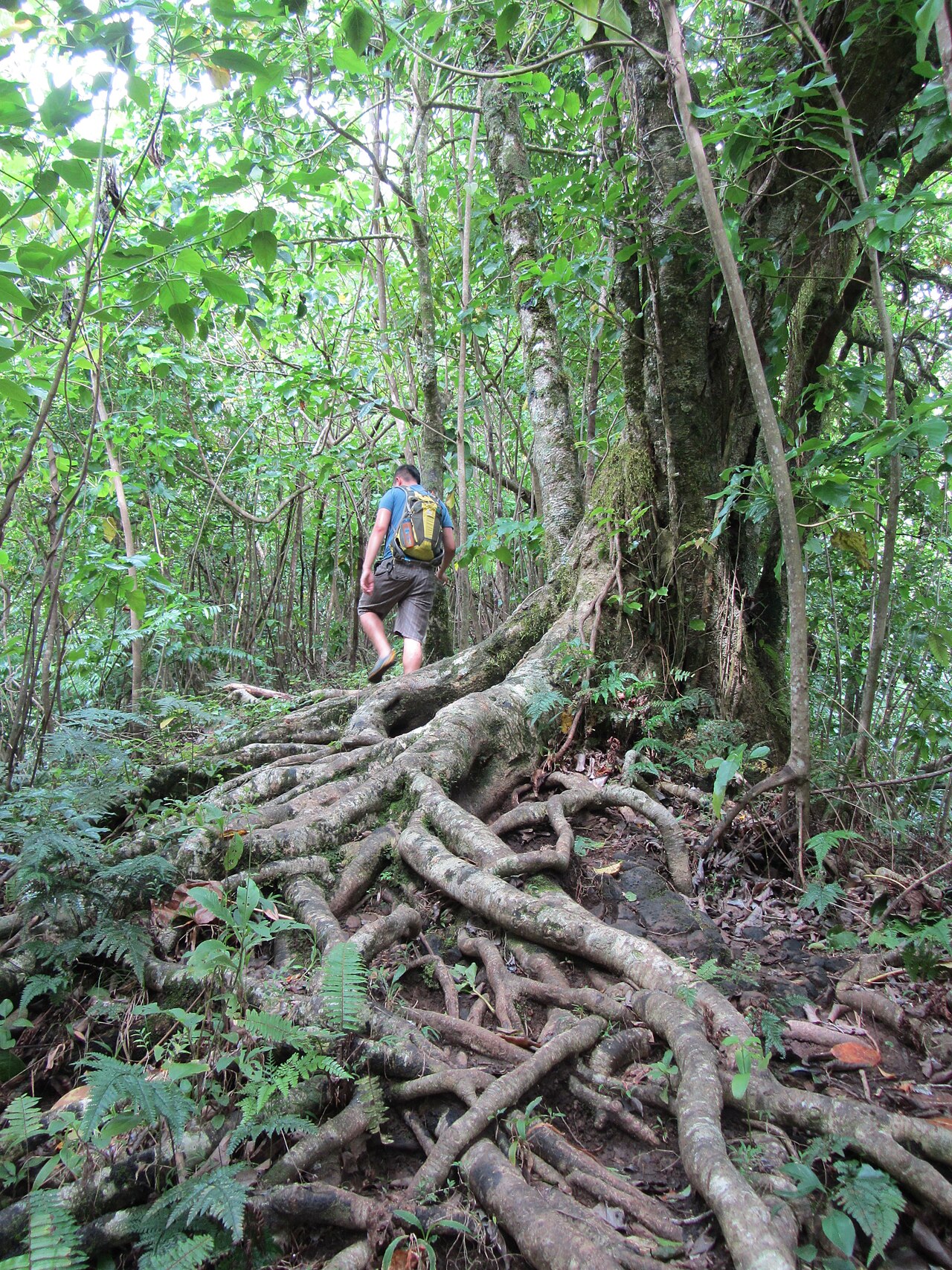 Rarotonga homalium: Homalium acuminatum (Mato), endemic to Rarotonga and Mangaia.
