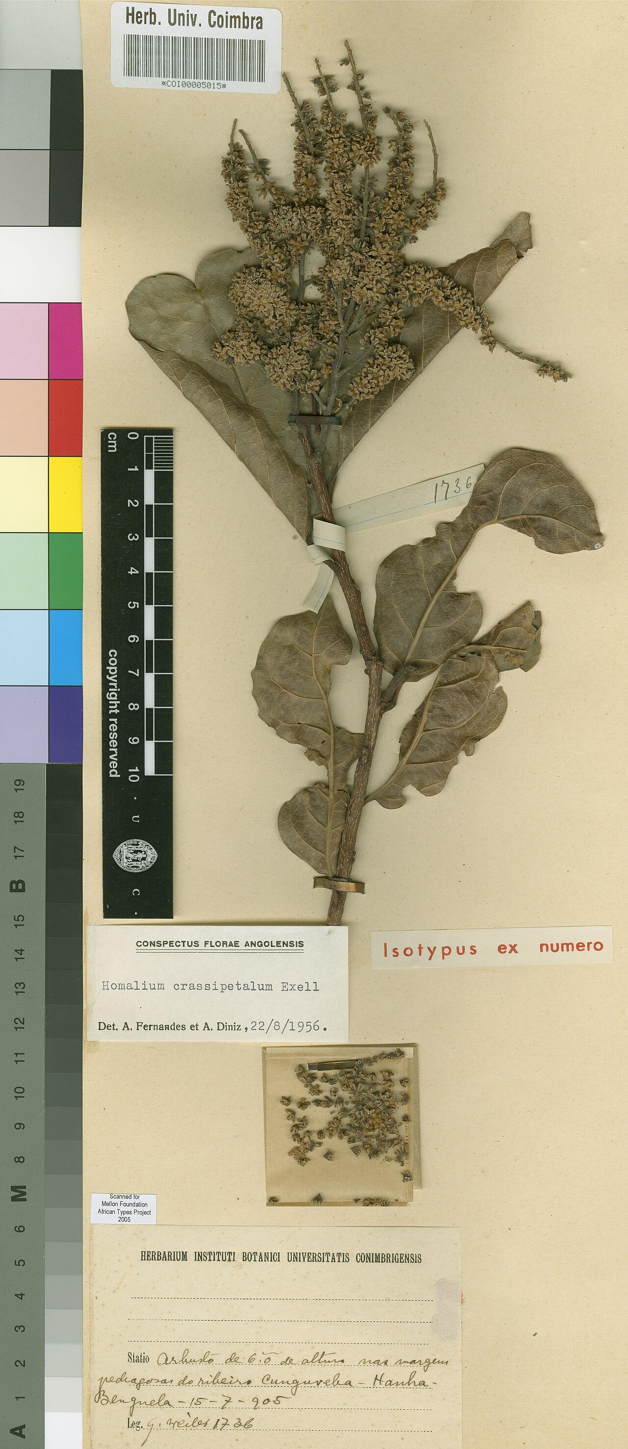 Homalium africanum: Photograph of Isotype of Homalium africanum at Herbarium of the University of Coimbra, Portugal (COI). Specimen COI00005015. http://coicatalogue.uc.pt/specimen/