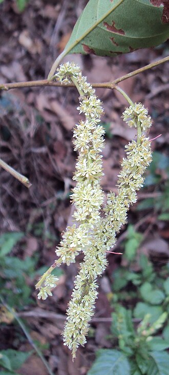 Homalium ceylanicum: Homalium ceylanicum
