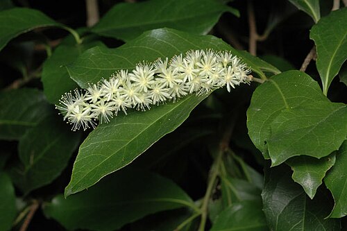 Brown boxwood: Homalium circumpinnatum flower