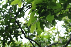 Homalium cochinchinense (Homalium cochinchinense)