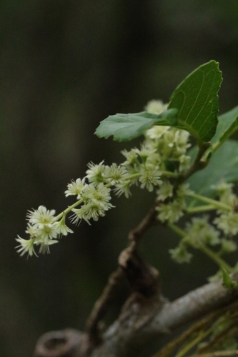 Homalium cochinchinense (Homalium cochinchinense)