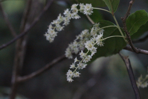 Homalium cochinchinense (Homalium cochinchinense)
