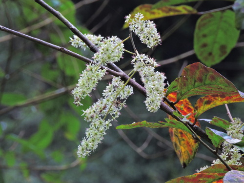 Homalium cochinchinense (Homalium cochinchinense)