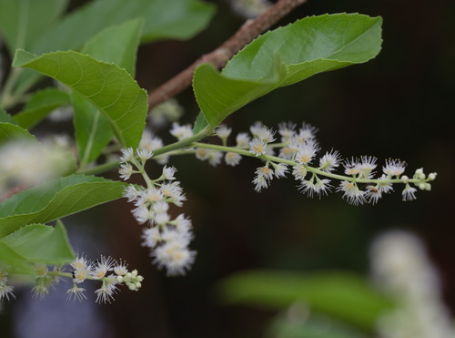 Homalium cochinchinense (Homalium cochinchinense)