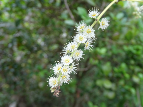 Homalium cochinchinense (Homalium cochinchinense)