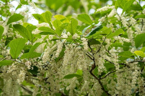 Homalium cochinchinense (Homalium cochinchinense)