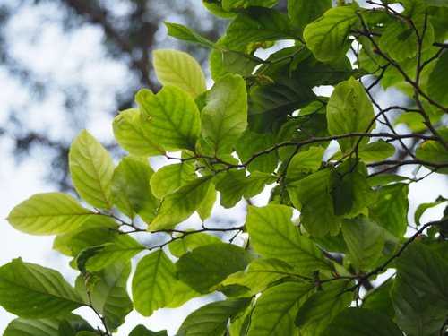 Homalium cochinchinense (Homalium cochinchinense)