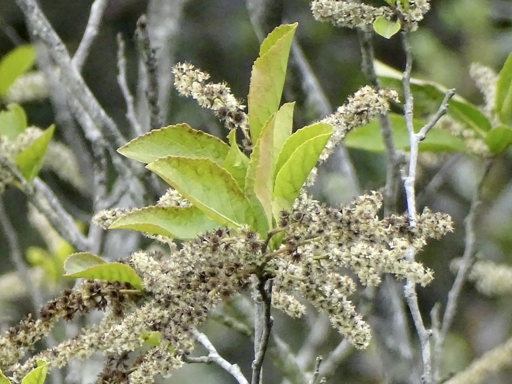 Homalium cochinchinense (Homalium cochinchinense)