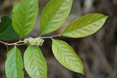 Homalium cochinchinense (Homalium cochinchinense)
