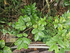 Homalium cochinchinense (Homalium cochinchinense)