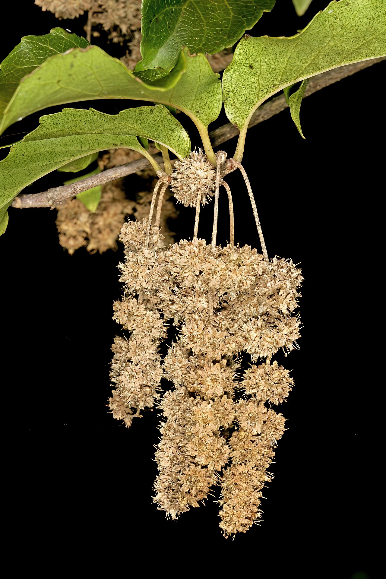Brown-ironwood: Homalium dentatum , infructescences; Lowveld National Botanical Garden, Nelspruit, Mpumalanga, South Africa