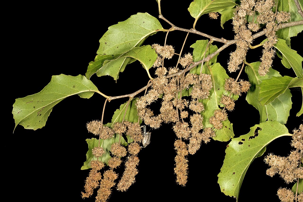 Brown-ironwood: Homalium dentatum , infructescences; Lowveld National Botanical Garden, Nelspruit, Mpumalanga, South Africa
