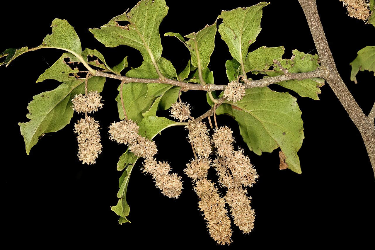 Brown-ironwood: Homalium dentatum , infructescences; Lowveld National Botanical Garden, Nelspruit, Mpumalanga, South Africa